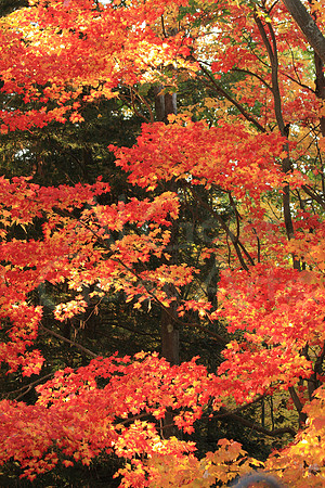 2008-10-12-0070 Red Maple in Fall
