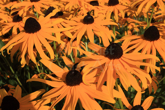 2009-08-20-0016 Black-eyed Susan (Rudbeckia hirta)