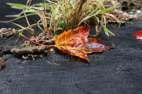2008-10-02-0006 Maple Leaf on Stump