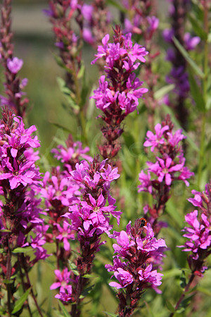 2008-08-24-0012 Purple Loosestrife (Lythrum salicaria)