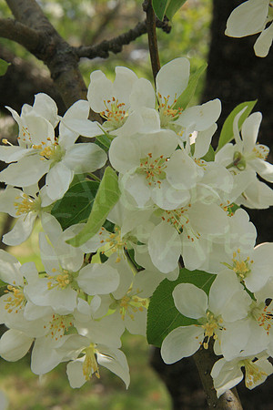 2008-05-10-0004 Apple Blossoms