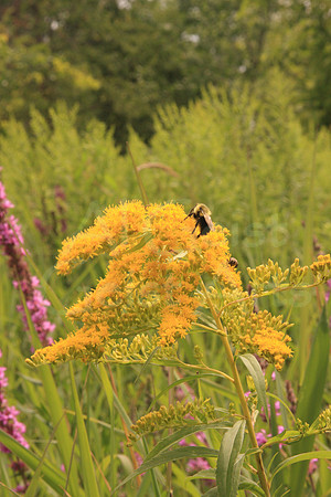 2008-08-01-0012 Bee on Canada Goldenrod (Solidago canadensis)