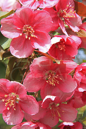 2008-05-10-0010 Crab Apple (Malus spp.)