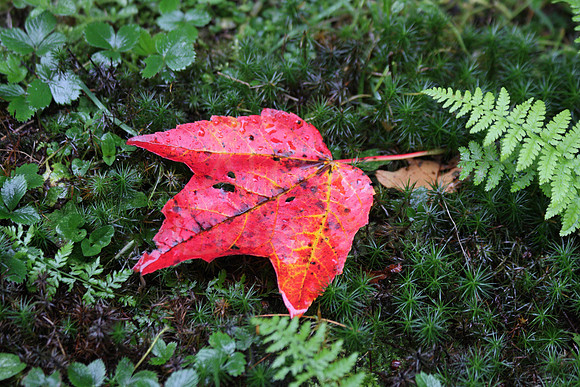 2008-10-02-0015 Red Maple Leaf and Moss