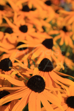 2009-08-20-0011 Black-eyed Susan (Rudbeckia hirta)