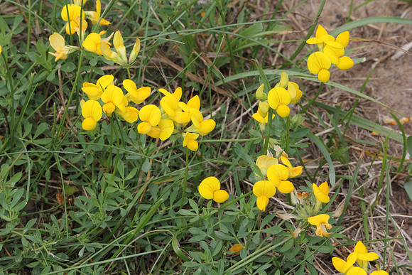 2012-08-13-0045 Birds-foot Trefoil