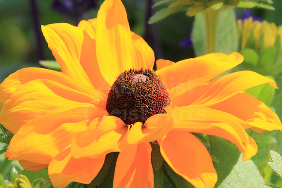 2012-06-03-0018 Black Eyed Susan