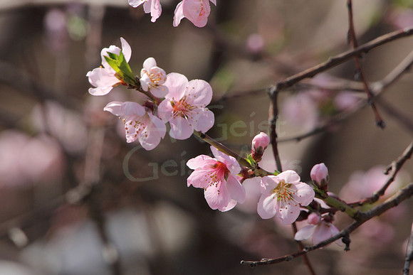 2012-03-25-0020 Pentwater Apple Blossoms #2