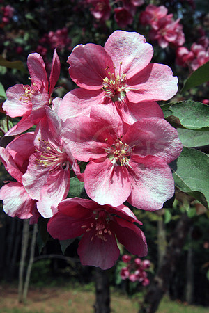 2008-05-10-1055 Crab Apple (Malus spp.)