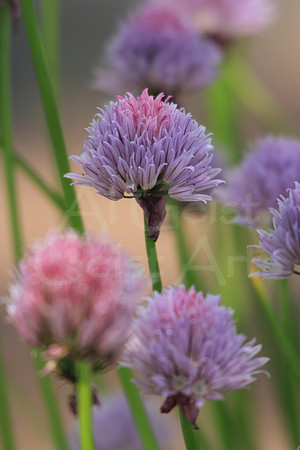 2012-06-03-0012 Chives