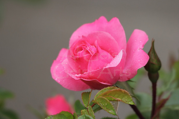 2012-06-01-0030 Pink Rose with Dew