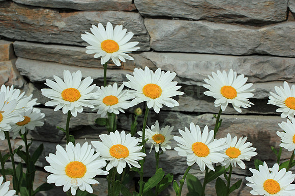2012-06-13-0001 Daisies and Stone