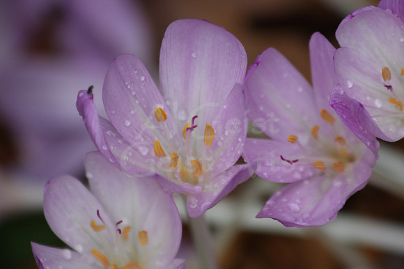 2011-09-28-0003 Crocus