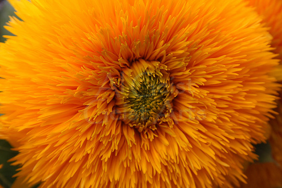 2011-08-28-0003 Exotic Sunflower