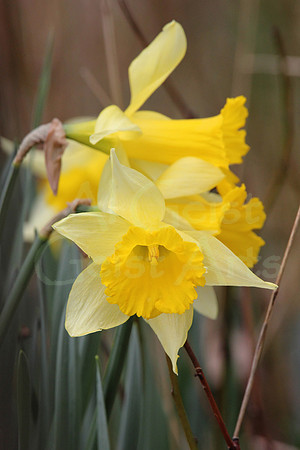 2012-03-24-0007 Daffodils #1