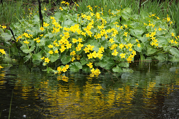 2009-05-28-0004 Marsh Marigold (Caltha palustris)