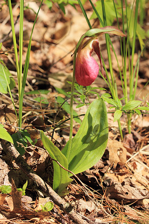 2012-05-13-0082 Pink Lady Slipper