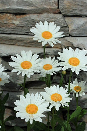 2012-06-13-0003 Daisies and Ston