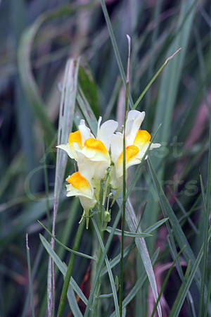 2008_09_15-0011 Butter and Eggs (Linaria vulgaris)