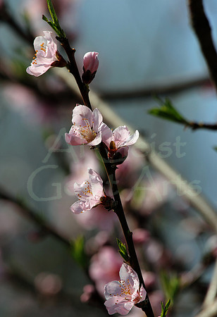 2012-03-25-0016 Pentwater Apple Blossoms