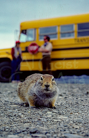 AK82-Arctic Ground Squirrel (Urocitellus parryii)
