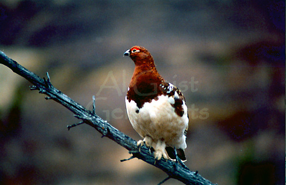 060101-02-0001-Willow Ptarmigan (Lagopus lagopus)