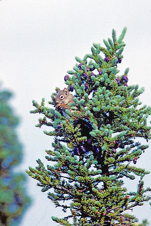 AK169-Red Squirrel (Tamiasciurus hudsonicus) in Spruce Tree