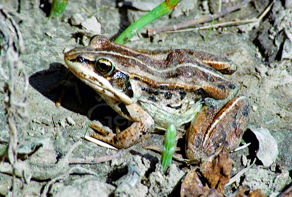 AK92-Arctic Tree Frog (Rana sylvatica)