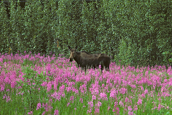 AK23-Cow Moose (Alces alces) in Fireweed