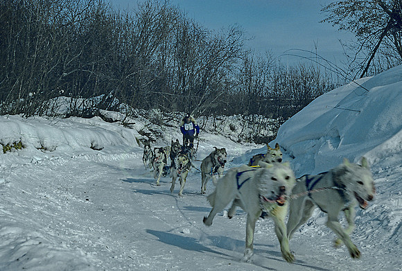 AK33-Open North American Sled Dog Race