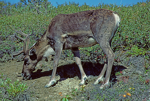 AK88-Female Caribou (Rangifer tarandus), Denali National Park