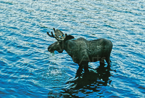 AK91-Bull Moose in Pond near Chitina