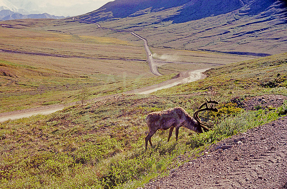 AK81-Caribou (Rangifer tarandus) on Denail National Park Road