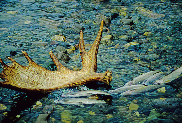 AK93-Moose Antler and Grayling