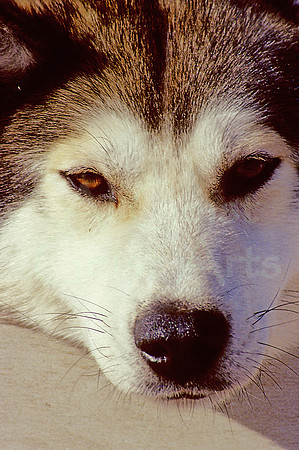 AK85-Alaskan Sled Dog