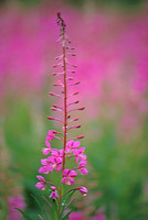AK68-Fireweed (Epilobium angustifolium)
