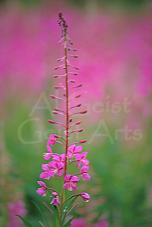 AK68-Fireweed (Epilobium angustifolium)