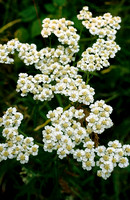 AK105-Arctic Raspberry (Rubus arcticus)