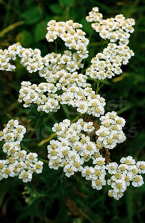AK105-Arctic Raspberry (Rubus arcticus)