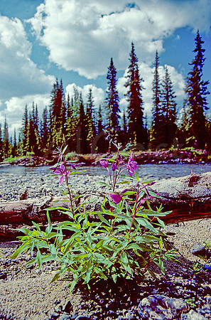 AK165-Dwarf Fireweed (Epilobium latifolium)