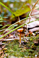 AK59-Tiny Mushroom Birch Hill, Fairbanks, Alaska