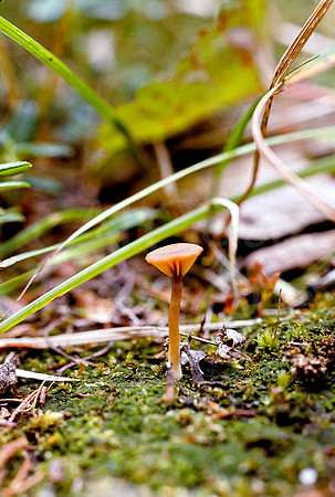 AK59-Tiny Mushroom Birch Hill, Fairbanks, Alaska
