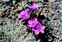 AK109-Spring Beauty (Claytonia sarmentosa)