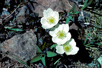 AK58-Northern Anenome (Wind Flower) (Anemone parviflora)