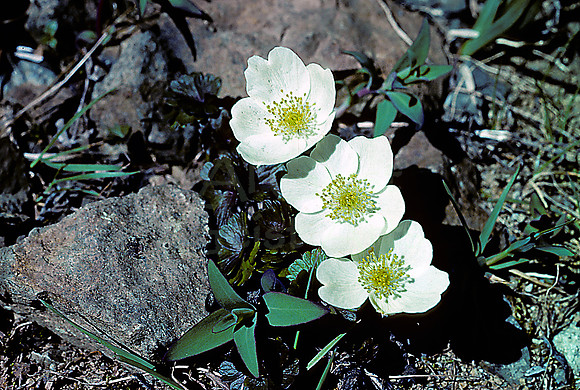 AK58-Northern Anenome (Wind Flower) (Anemone parviflora)
