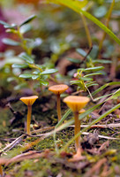 AK46-Three Tiny Mushrooms