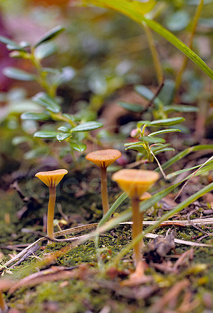 AK46-Three Tiny Mushrooms
