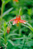 AK110-Western Columbine (Aquilegia fformosa)