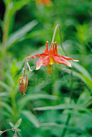 AK110-Western Columbine (Aquilegia fformosa)