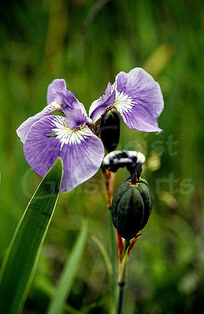 AK103-Iris (Wild Flag) (Iris setosa)